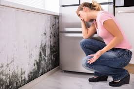 Best Mold Damage Restoration  in Estelle, LA